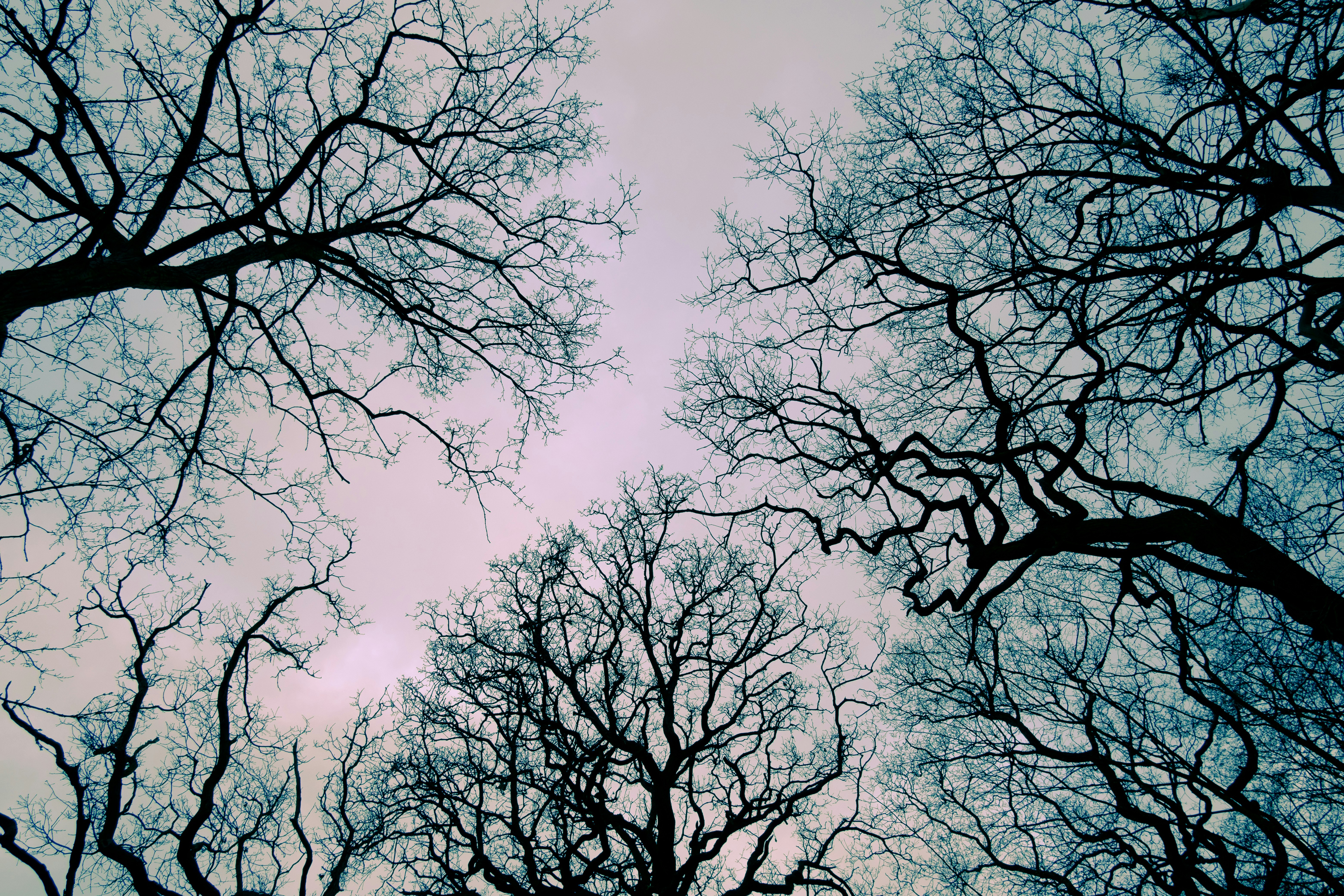 leafless tree under blue sky